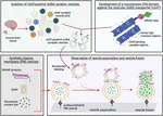 A new method for isolation and purification of fusion-competent inhibitory synaptic vesicles