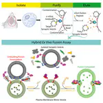 Beyond the MUN domain Munc13 controls priming and depriming of synaptic vesicles