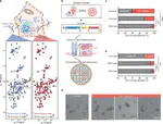 N-acetylation of α-synuclein enhances synaptic vesicle clustering mediated by α-synuclein and lysophosphatidylcholine